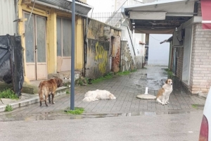 Νέες καταγγελίες για αγέλη αδέσποτων στον δήμο Λαγκαδά – Ανησυχία και φόβος στους κατοίκους