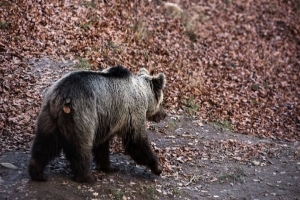 Εμφάνιση αρκούδας σε περιοχές της Λητής και του Μελισσοχωρίου – Συνιστάται στους πολίτες να είναι προσεκτικοί