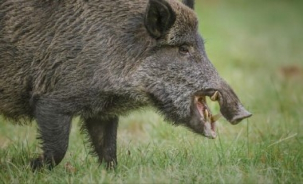 &Delta;ί&omega;&xi;&eta; &Alpha;&gamma;&rho;&iota;ό&chi;&omicron;&iota;&rho;&omicron;&upsilon;
