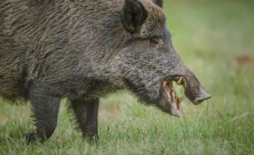 &Delta;ί&omega;&xi;&eta; &Alpha;&gamma;&rho;&iota;ό&chi;&omicron;&iota;&rho;&omicron;&upsilon;