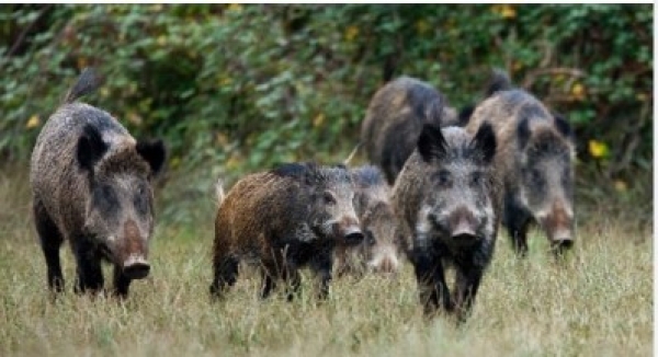 &Delta;ή&mu;&omicron;&sigmaf; &Lambda;&alpha;&gamma;&kappa;&alpha;&delta;ά