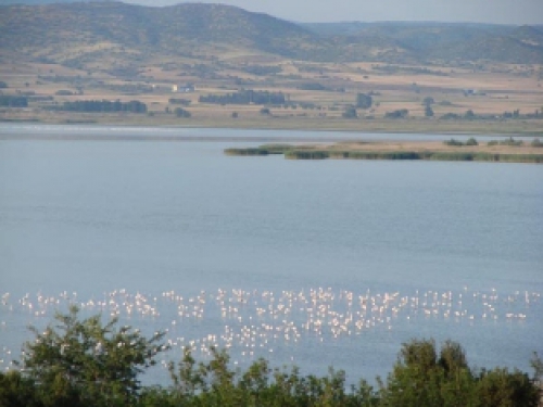 ΝΕΚΡΑ ΠΤΗΝΑ ΣΤΗΝ ΛΙΜΝΗ ΒΟΛΒΗ