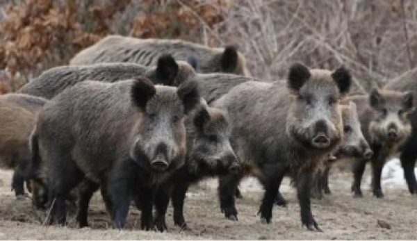 &Delta;ί&omega;&xi;&eta; &Alpha;&gamma;&rho;&iota;ό&chi;&omicron;&iota;&rho;&omicron;&upsilon;