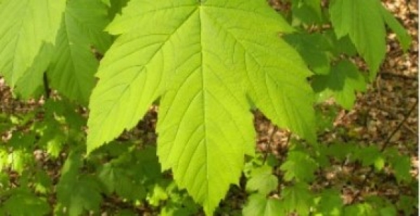 σφενδαμόδεντρα 