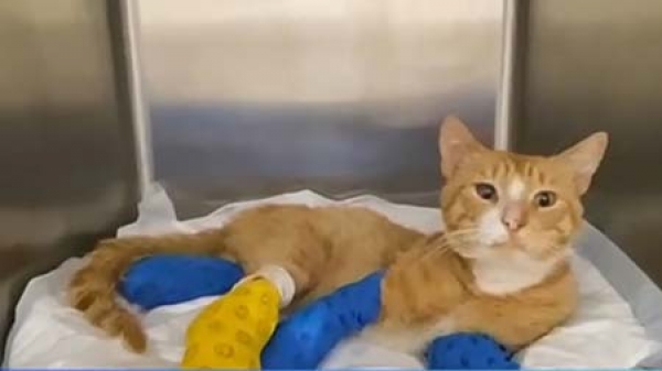 &alpha;&kappa;&rho;&omega;&tau;&eta;&rho;&iota;&alpha;&sigma;&mu;ό &gamma;ά&tau;&alpha;&sigmaf;