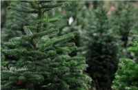 &Alpha;&iota;&tau;ή&sigma;&epsilon;&iota;&sigmaf; 