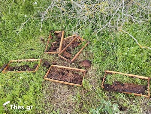 &Sigma;&Omicron;&Chi;&Omicron;&Sigma; &Alpha;&Rho;&Kappa;&Omicron;&Upsilon;&Delta;&Alpha; &Kappa;&Upsilon;&Psi;&Epsilon;&Lambda;&Epsilon;&Sigma;