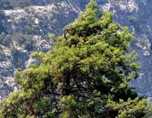 Δασικό Φυτώριο Λαγκαδά
