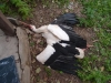 &Lambda;&epsilon;&upsilon;&kappa;&omicron;&pi;&epsilon;&lambda;&alpha;&rho;&gamma;ό&sigmaf; (Ciconia ciconia) 