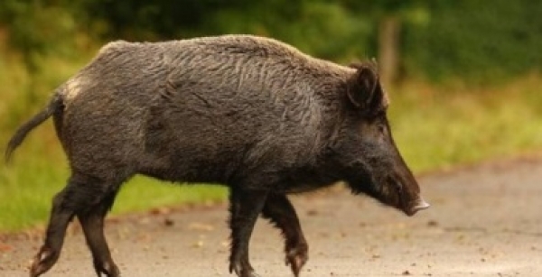 &alpha;&gamma;&rho;&iota;ό&chi;&omicron;&iota;&rho;&omicron;&iota;