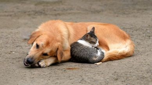 &Alpha;&Delta;&Epsilon;&Sigma;&Pi;&Omicron;&Tau;&Alpha; &Lambda;&Alpha;&Gamma;&Kappa;&Alpha;&Delta;&Alpha;&Sigma;