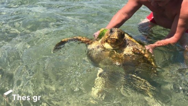 &Chi;&Epsilon;&Lambda;&Omega;&Nu;&Alpha; &Sigma;&Tau;&Alpha;&Upsilon;&Rho;&Omicron;&Sigma;