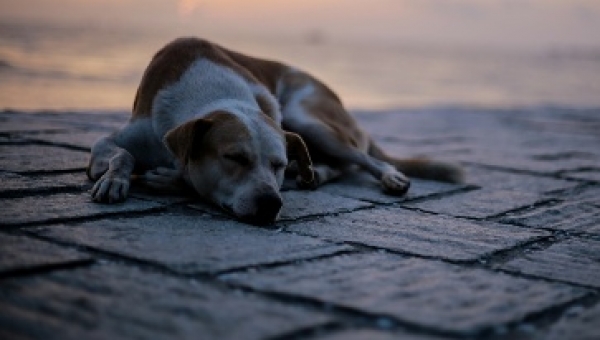 ΑΔΕΣΠΟΤΟ ΖΩΟ
