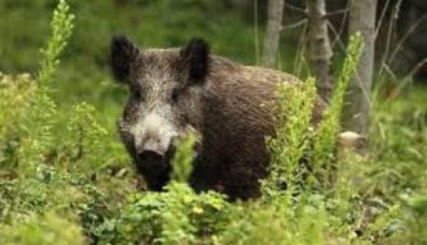 &alpha;&gamma;&rho;&iota;&omicron;&gamma;&omicron;ύ&rho;&omicron;&upsilon;&nu;&alpha;