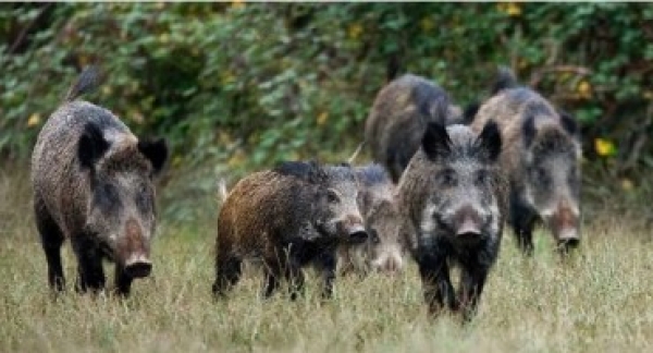 &Delta;ή&mu;&omicron; &Lambda;&alpha;&gamma;&kappa;&alpha;&delta;ά