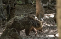 &Alpha;&rho;&kappa;&omicron;ύ&delta;&alpha; &pi;&rho;&omicron;&kappa;&alpha;&lambda;&epsilon;ί &zeta;&eta;&mu;&iota;έ&sigmaf; &sigma;&epsilon; &mu;&epsilon;&lambda;ί&sigma;&sigma;&iota;&alpha; &sigma;&tau;&alpha; &omicron;&rho;&epsilon;&iota;&nu;ά &tau;&omicron;&upsilon; &delta;ή&mu;&omicron;&upsilon; &Lambda;&alpha;&gamma;&kappa;&alpha;&delta;ά - &Alpha;&nu;&eta;&sigma;&upsilon;&chi;ί&alpha; &alpha;&pi;ό &tau;&omicron;&upsilon;&sigmaf; &mu;&epsilon;&lambda;&iota;&sigma;&sigma;&omicron;&kappa;ό&mu;&omicron;&upsilon;&sigmaf;