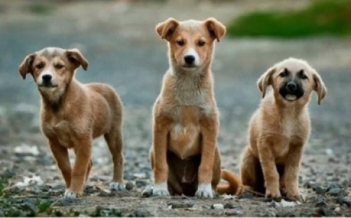 &Pi;&rho;&omicron;&kappa;ή&rho;&upsilon;&xi;&eta;