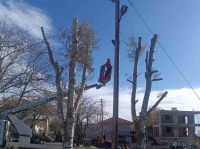 &Omicron;&lambda;&omicron;&kappa;&lambda;ή&rho;&omega;&sigma;&eta; έ&kappa;&tau;&alpha;&kappa;&tau;&omega;&nu; &epsilon;&rho;&gamma;&alpha;&sigma;&iota;ώ&nu; &kappa;&omicron;&pi;ή&sigmaf; &kappa;&alpha;&iota; &kappa;&lambda;&alpha;&delta;έ&mu;&alpha;&tau;&omicron;&sigmaf; &epsilon;&pi;&iota;&kappa;ί&nu;&delta;&upsilon;&nu;&omega;&nu; &delta;έ&nu;&tau;&rho;&omega;&nu; &sigma;&tau;&omicron;&nu; &Delta;ή&mu;&omicron; &Lambda;&alpha;&gamma;&kappa;&alpha;&delta;ά