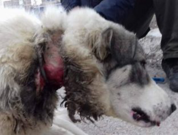 Ταξίδεψαν από Σέρρες στον Σοχό για να σώσουν σκύλο που βασάνιζε συστηματικά ο ιδιοκτήτης του