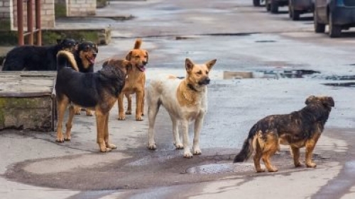 &Alpha;&Delta;&Epsilon;&Sigma;&Pi;&Omicron;&Tau;&Alpha; &Zeta;&Omega;&Alpha; &Delta;&Eta;&Mu;&Omicron;&Sigma; &Lambda;&Alpha;&Gamma;&Kappa;&Alpha;&Delta;&Alpha;