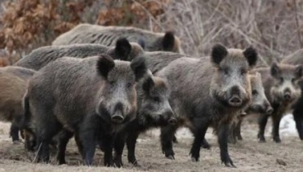  &Delta;ή&mu;&omicron; &Lambda;&alpha;&gamma;&kappa;&alpha;&delta;ά