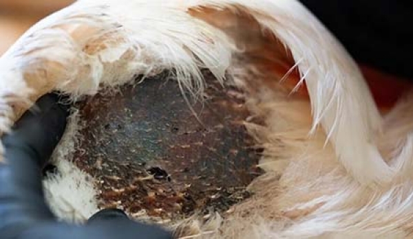 &Pi;&upsilon;&rho;&omicron;&beta;ό&lambda;&eta;&sigma;&alpha;&nu; &phi;&lambda;&alpha;&mu;ί&nu;&gamma;&kappa;&omicron;