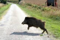 &Chi;&Iota;&Lambda;&Iota;&Alpha;&Delta;&Epsilon;&Sigma; &Alpha;&Gamma;&Rho;&Iota;&Omicron;&Gamma;&Omicron;&Upsilon;&Rho;&Omicron;&Upsilon;&Nu;&Alpha; &Sigma;&Tau;&Eta;&Nu; &Pi;&Epsilon;&Rho;&Iota;&Omicron;&Chi;&Eta; &Tau;&Omega;&Nu; &Lambda;&Iota;&Mu;&Nu;&Omega;&Nu; &Kappa;&Omicron;&Rho;&Omega;&Nu;&Epsilon;&Iota;&Alpha;&Sigma;-&Beta;&Omicron;&Lambda;&Beta;&Eta;&Sigma; &Pi;&Rho;&Omicron;&Kappa;&Alpha;&Lambda;&Omicron;&Upsilon;&Nu; &Pi;&Rho;&Omicron;&Beta;&Lambda;&Eta;&Mu;&Alpha;&Tau;&Alpha; &Sigma;&Tau;&Iota;&Sigma; &Kappa;&Alpha;&Lambda;&Lambda;&Iota;&Epsilon;&Rho;&Gamma;&Epsilon;&Iota;&Epsilon;&Sigma;